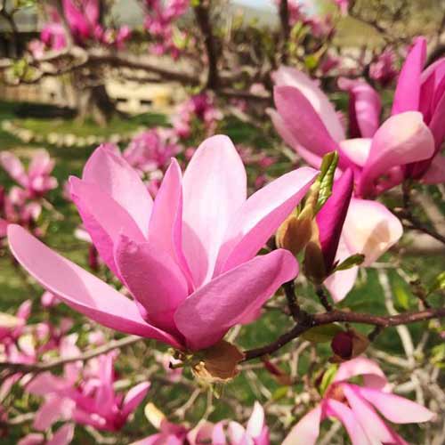 Magnolia Betty imagine 1 articol 3921