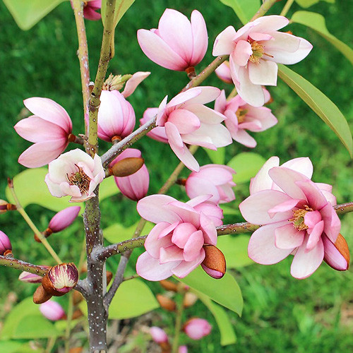 Magnolia Fairy Magnolia Blush imagine 1 articol 4010