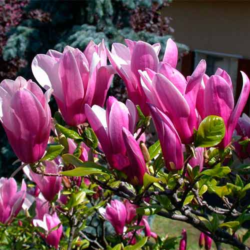 Magnolia George Henry Kern imagine 1 articol 2334