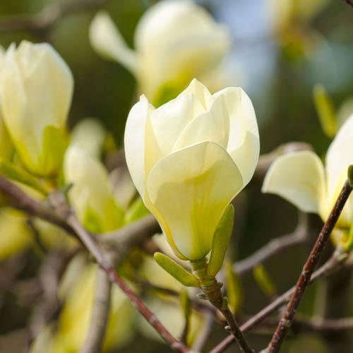 Magnolia Honey Tulip imagine 1 articol 9142
