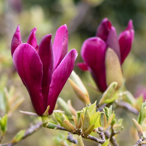 Magnolia Nigra, P9 interface.image 1 interface.art 9076