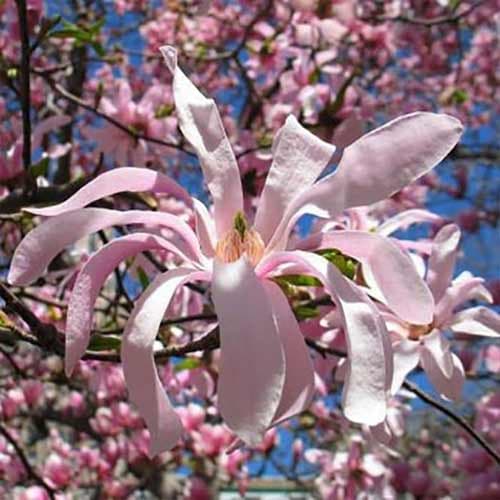 Magnolia Rosea imagine 1 articol 4770
