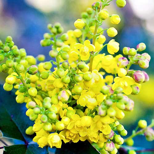 Mahonia (Strugure de Oregon) imagine 1 articol 2598
