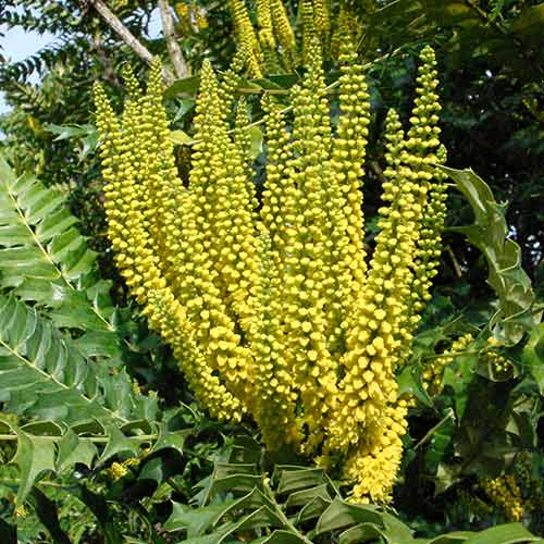 Mahonia media Charity imagine 1 articol 4081