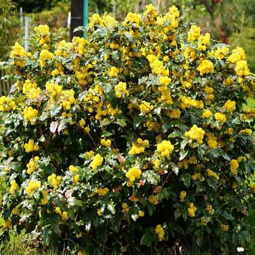 Mahonia (Strugure de Oregon) imagine 1 articol 4771