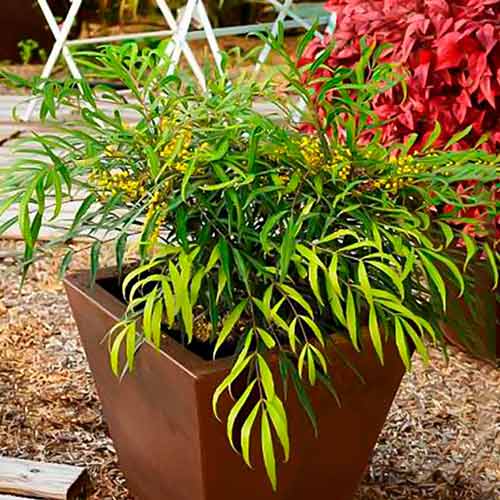 Mahonia Sweet Winter imagine 1 articol 5617