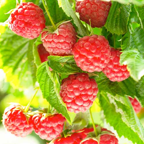 Малина Autumn First изображение 1 артикул 5836