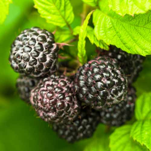 Малина Black Jewel, Р9 изображение 1 артикул 7549