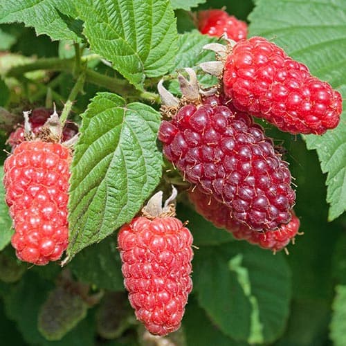 Малина храстовидна Buckingham изображение 1 артикул 4912