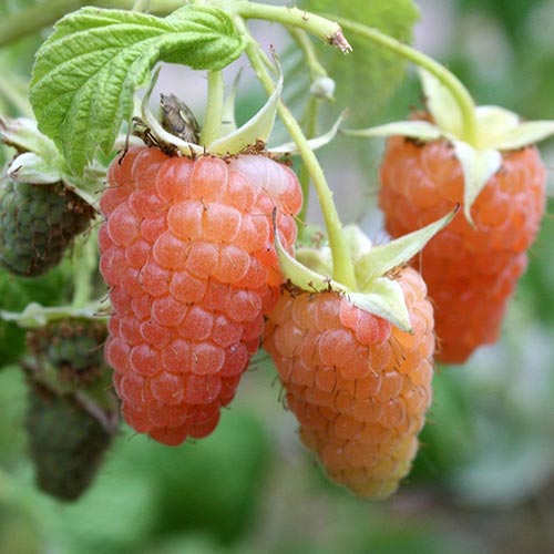 Малина Orange Giant изображение 1 артикул 7528