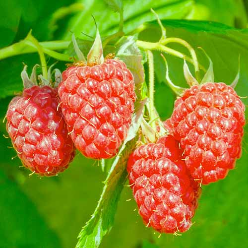 Malinojeżyna Loganberry, Р9 interface.image 1 interface.art 7509
