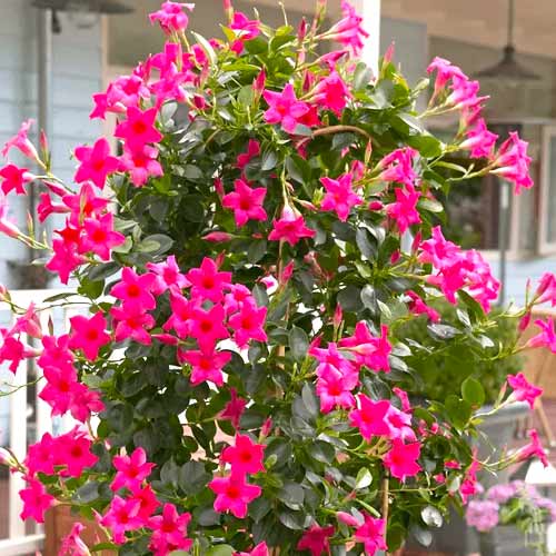 Mandewilla Pink interface.image 1 interface.art 77813