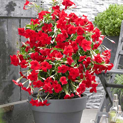 Mandewilla Red interface.image 1 interface.art 77814