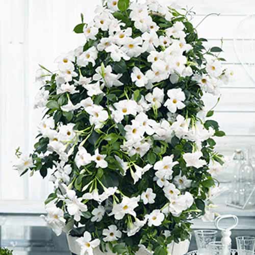 Mandewilla White interface.image 1 interface.art 77812