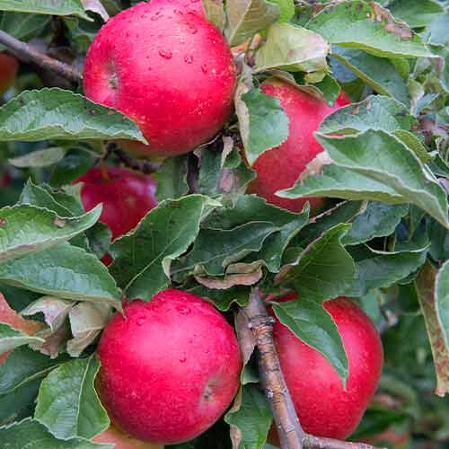 Măr (columnar) Mars imagine 1 articol 2005