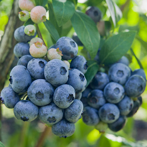 Afin Darrow imagine 1 articol 9293