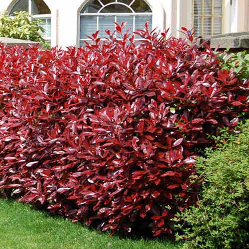 Photinia fraseri Fireball Red imagine 1 articol 4470