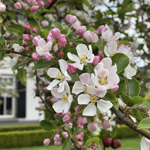 Măr înflorit Red Sentinel, C5 imagine 1 articol 7724