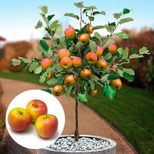 Mini-Măr Croquella imagine 1 articol 9005_1