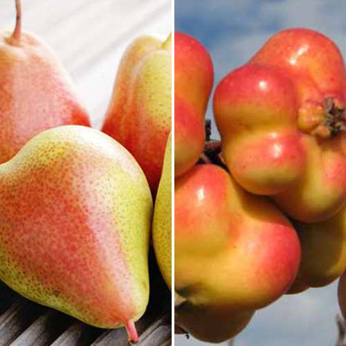 Ofertă specială! Măr și Păr Duo, set de 2 soiuri imagine 1 articol 4875