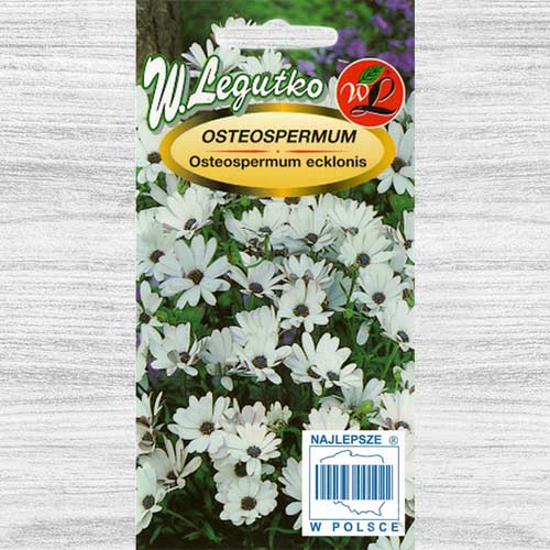 Margaretă africană Legutko imagine 1 articol 78584