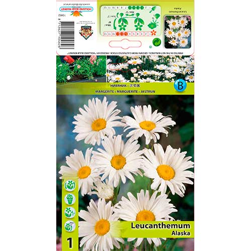 Margaretă Alaska imagine 1 articol 76612