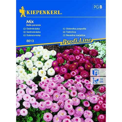 Margaretă dublă, mix multicolor imagine 1 articol 86255