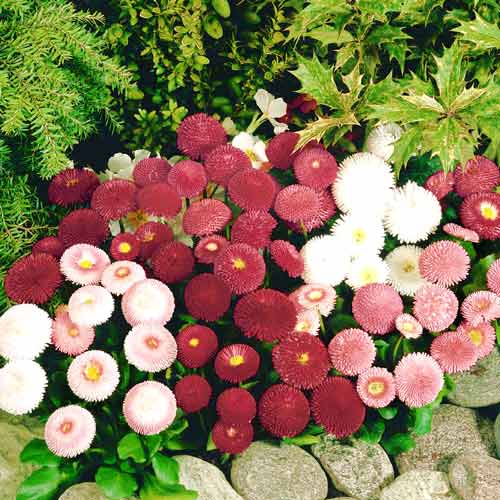 Margarete Pomponette, amestec imagine 1 articol 66849