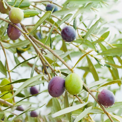 Măslin Amfisis, C2 imagine 1 articol 9679