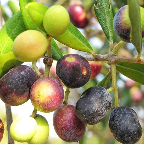 Măslin Megaritiki imagine 1 articol 6938