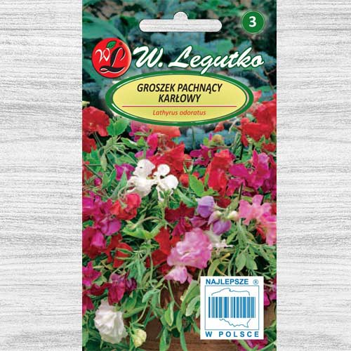 Măzăriche pitică, mix multicolor Legutko imagine 1 articol 78566