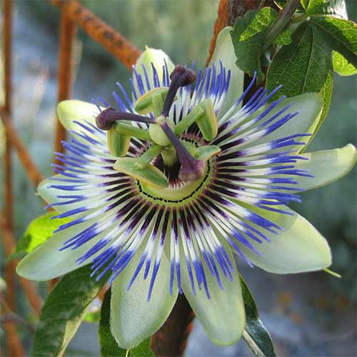 Męczennica błękitna (Passiflora) interface.image 1 interface.art 87044