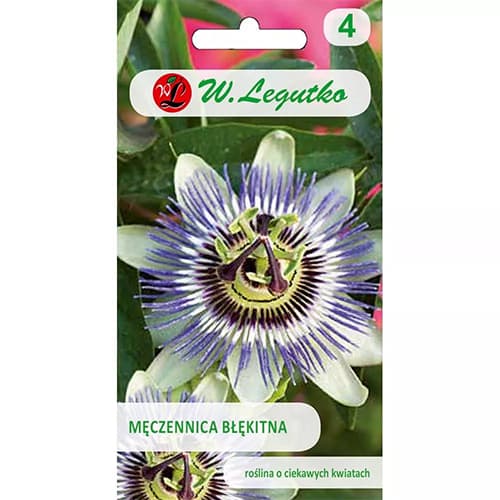 Passiflora niebieska interface.image 1 interface.art 69604