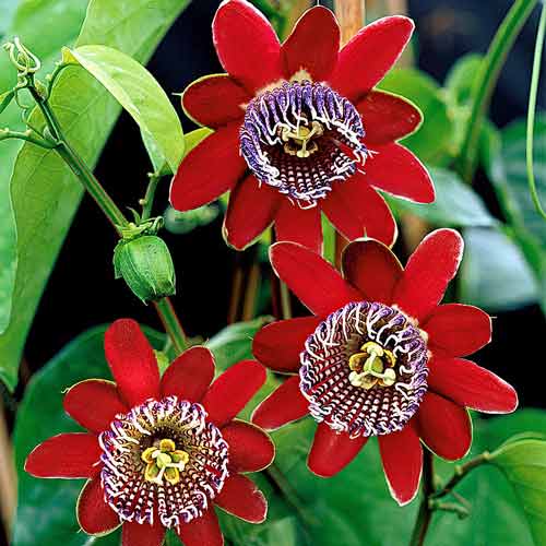Męczennica (Passiflora) Alata Red interface.image 1 interface.art 73018