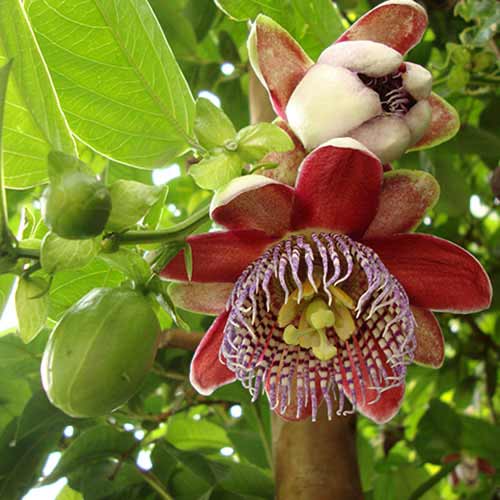 Męczennica (Passiflora) Alata Red interface.image 1 interface.art 77815