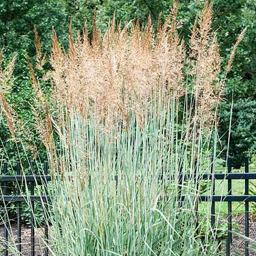 Mei decorativ Prairie Sky imagine 1 articol 4092