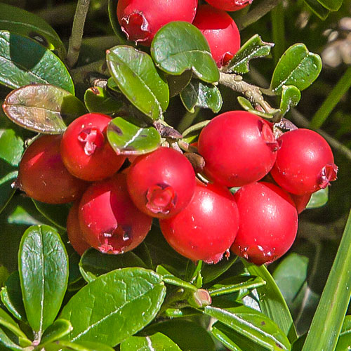 Merișor Early Black, P9 imagine 1 articol 9235