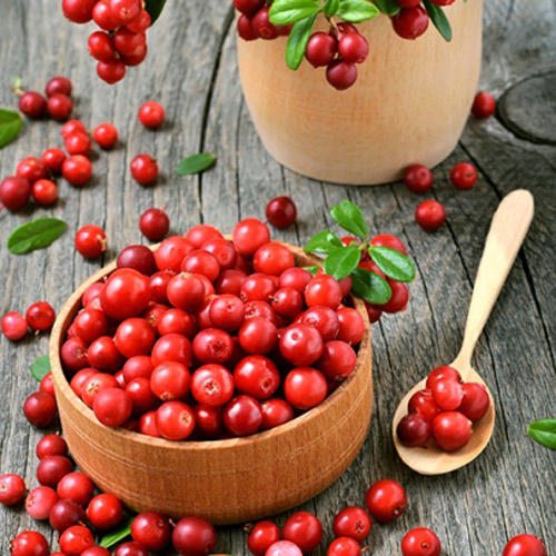 Merișor Koralle imagine 2 articol 9207