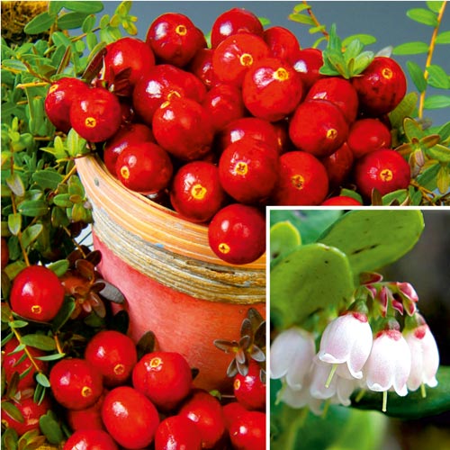 Merișor Red Pearl imagine 1 articol 9206