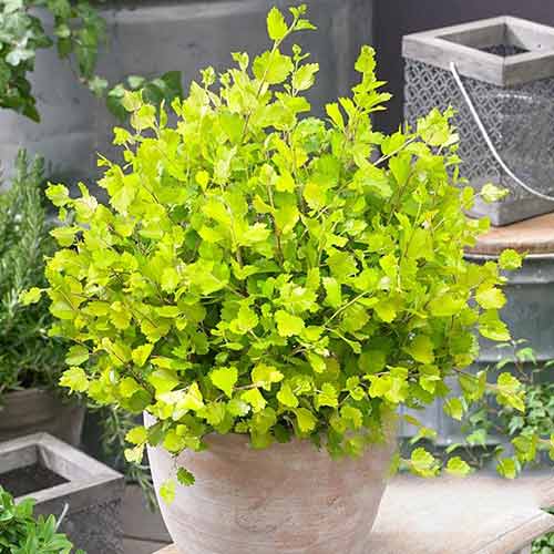 Mesteacăn pitic Golden Treasure imagine 1 articol 4023