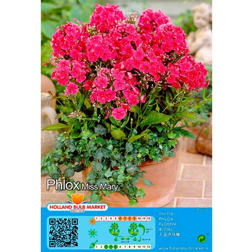 Метличен флокс Miss Mary изображение 1 артикул 76490