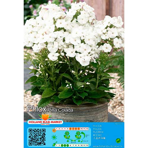 Метличен флокс Pina Colada изображение 1 артикул 76492