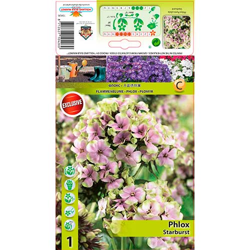 Метличен флокс Starburst изображение 1 артикул 76349