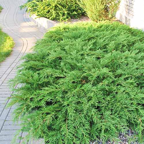 Microbiota decussata Gold Spot imagine 1 articol 4512