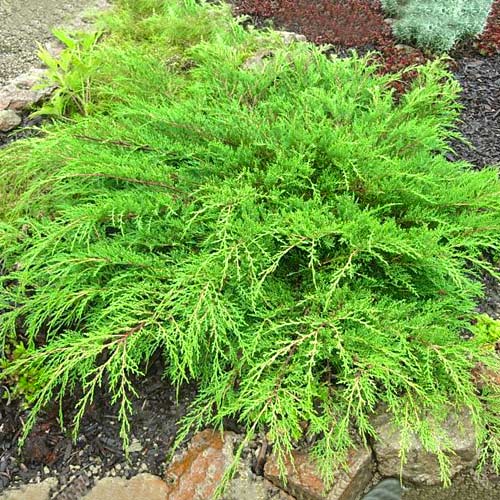 Microbiota decussata Jakobsen imagine 1 articol 9445