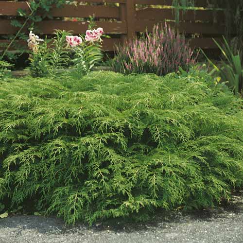 Microbiota siberiană, C2 imagine 1 articol 7746