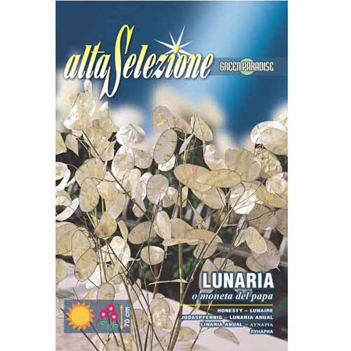 Miesiącznica roczna (Lunaria annua) Morami interface.image 1 interface.art 96358