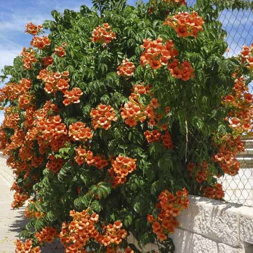 Campsis radicans Flamenco, С2 interface.image 1 interface.art 8209