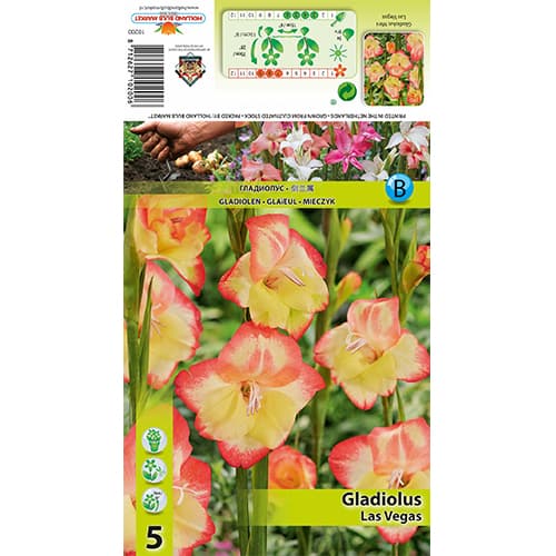 Мини гладиолус Las Vegas изображение 1 артикул 77825