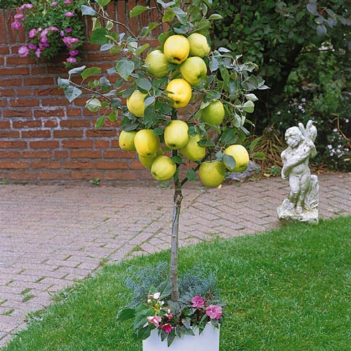 Mini Jabłoń  Garden Delicious interface.image 1 interface.art 7135